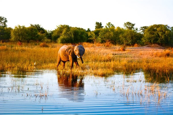 Le Zimbabwe: les magnifiques Chutes Victoria, Great Zimbabwe et Hwange